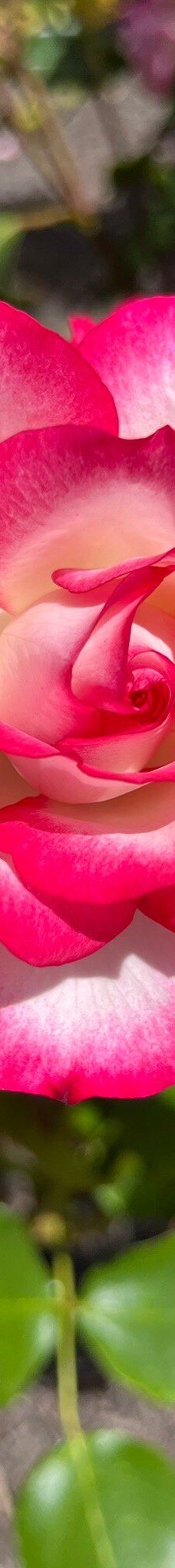 梦娜维尔花园-基督城