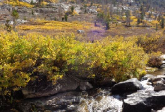 Humboldt National Forest景点图片