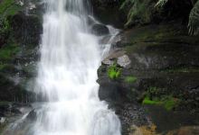 Cuckoo Falls Track景点图片