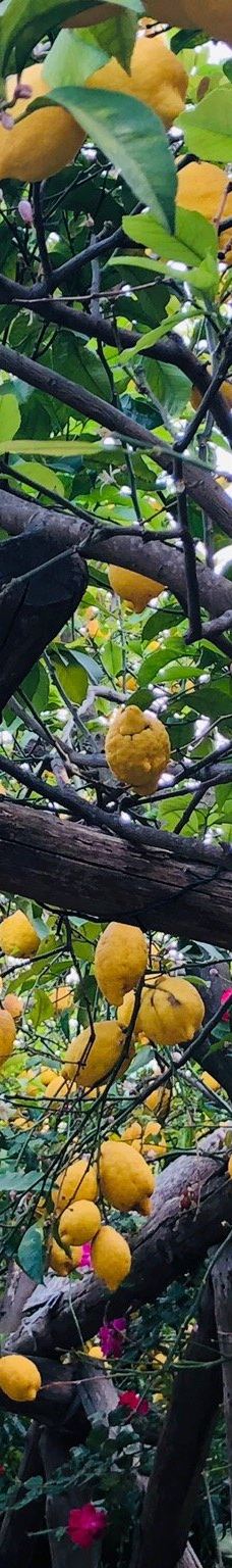 I Giardini di Cataldo-索伦托