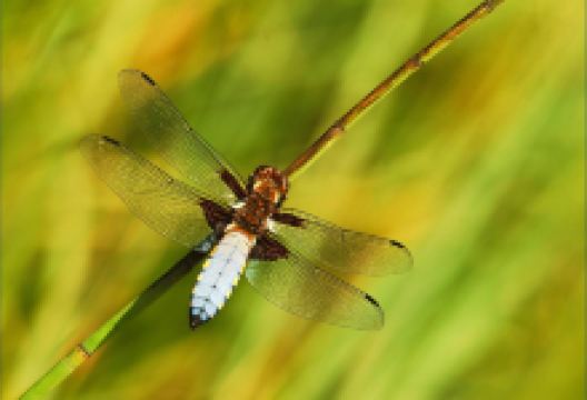 Parc Slip Nature Reserve景点图片
