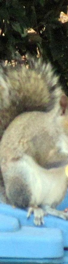 林科纳达公园-帕罗奥图