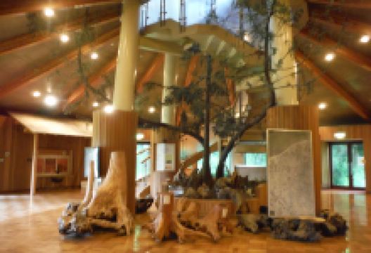 Sugisawa no Sawasugi景点图片