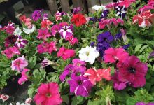 Vivero Lain购物图片