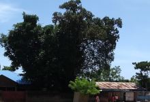 David Livingstone Tree景点图片