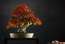 Kensho Bonsai Studio购物图片