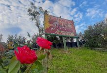 La rosa de Juan y Lucia购物图片