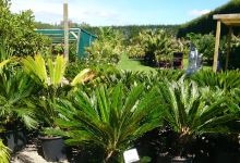 Coast Palms and Cycads购物图片