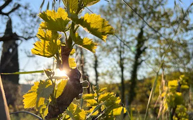 Domaine CROIX ROUSSE