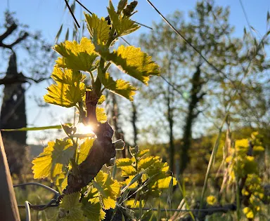 Domaine CROIX ROUSSE