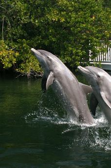 Theater of the Sea-伊斯拉莫拉达