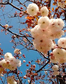 Camping Ground-仁贺保市