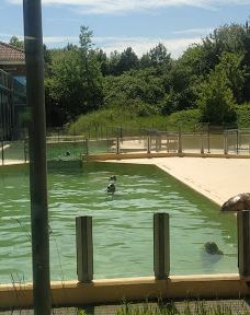 Seehundstation und Waloseum-诺德代希