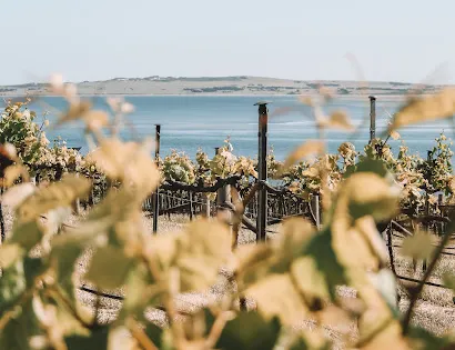 Bay of Shoals Winery