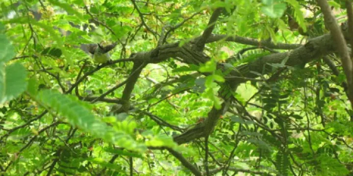 weaver bird natural habitat