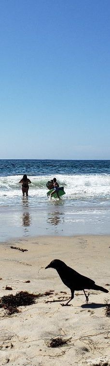 Salt Creek Beach-达纳点