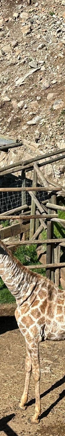 Selwo Aventura-埃斯特波纳