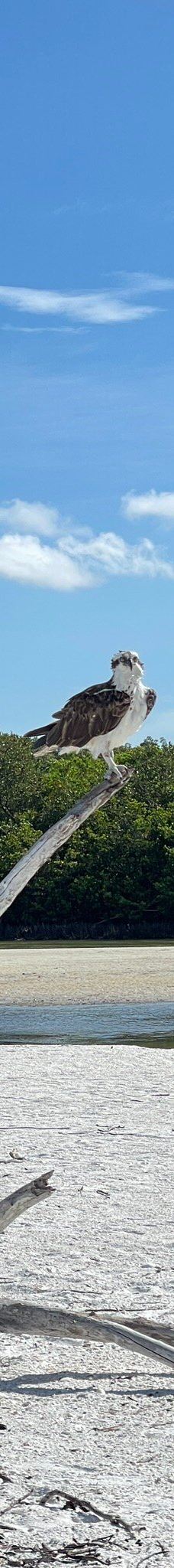 Tigertail Beach-马可岛