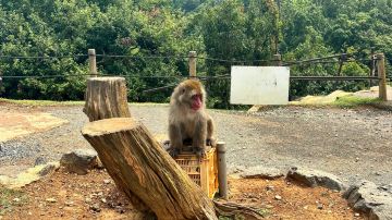 Arashiyama Monkey Park Iwatayama