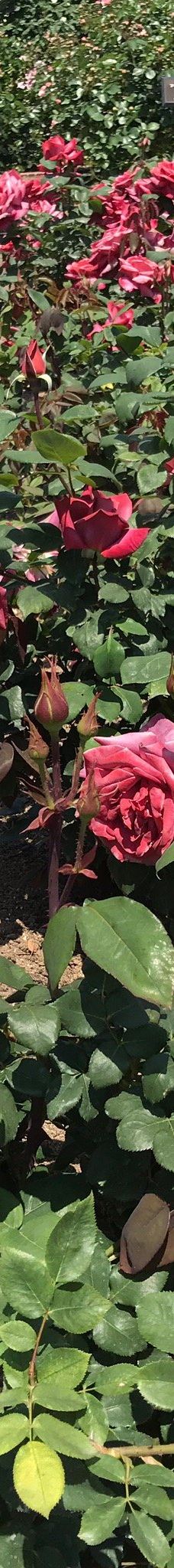 Yoshiumi Rose Park-今治市