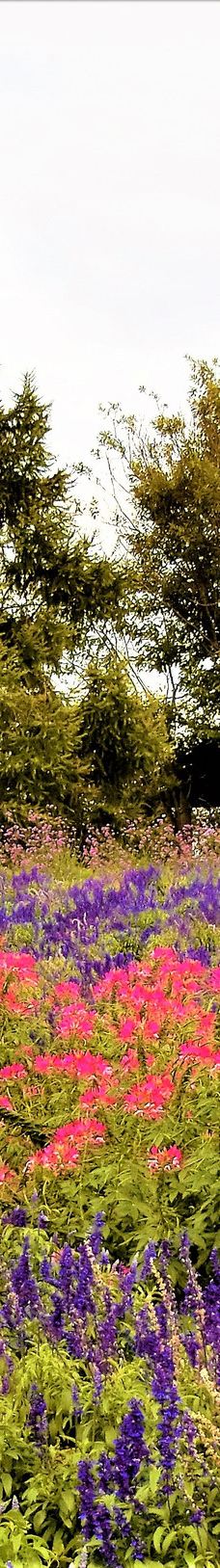 菅野农场-上富良野町