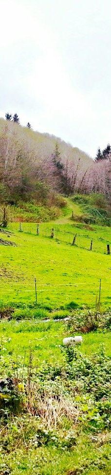 Drift Creek Covered Bridge-林肯县