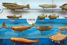 Umi to Kurashi no Shiryokan景点图片