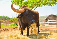 ZooParc du Cannet des Maures景点图片