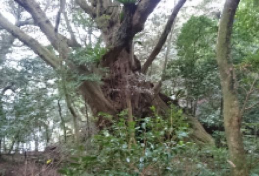 Nango no Ooji景点图片