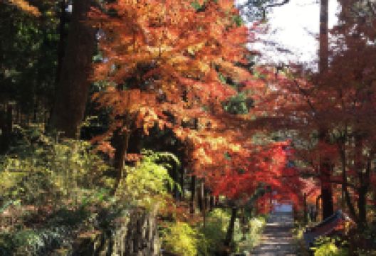 椎尾神社景点图片