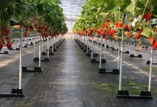 Shirado Strawberry Farm景点图片