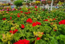 Weesies Brothers Garden Centers & Landscaping购物图片