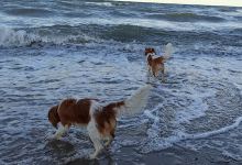 Rosenfelder Hundestrand景点图片