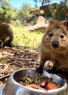 Bunbury Wildlife Park-South Bunbury