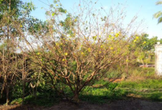 Phạm Gia Trang景点图片