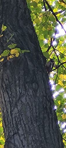 Stadt Park-开姆尼茨