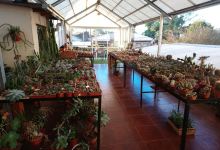 Vivero RoCa Cactus购物图片