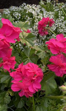 Kiss Virágkertészet, Békéscsaba-贝凯什乔包