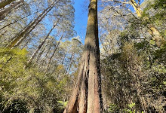 Tallest tree in NZ景点图片