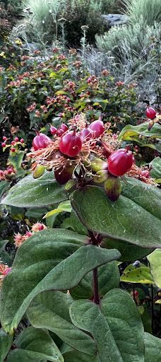 Dr. Martin Luther King Jr Park-科瓦利斯