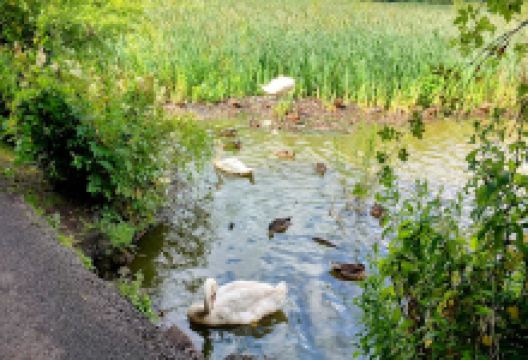 Cwmbach Wetlands景点图片