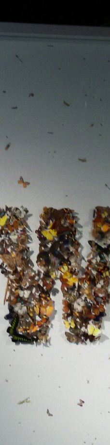 布法罗科学博物馆-布法罗