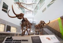 密歇根大学自然历史博物馆景点图片