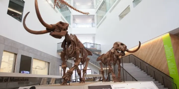 密歇根大学自然历史博物馆