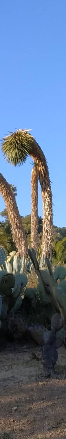 Jardí Botànic Tropical Paratge Pinya de Rosa-布拉内斯