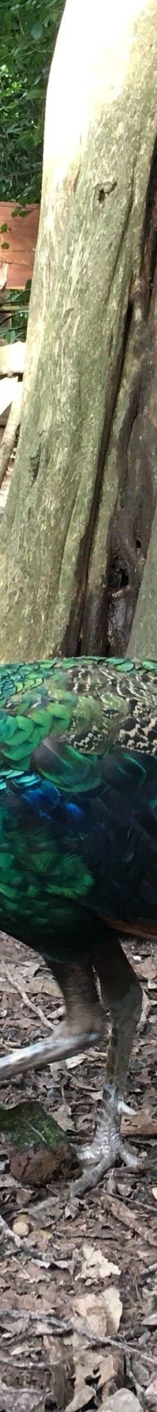 Wat Pa Ban Tat-乌隆他尼