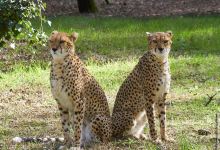Zoo de la Palmyre景点图片