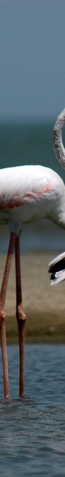 图尔卡纳湖国家公园-姆特瓦帕