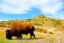 Catalina Island Conservancy Trailhead购物图片