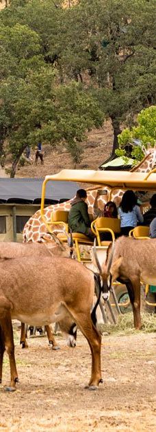 Safari West-圣罗莎